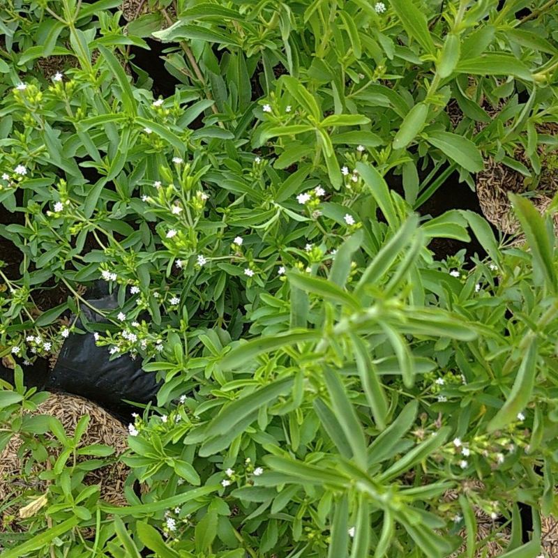 

Stevia manis tanaman herba segar