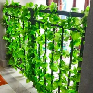 Daun hias rambat daun sulur daun menjalar daun merambat Daun hias rambat daun sulur daun menjalar daun merambat