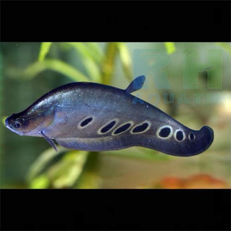 ikan belida Bangkok