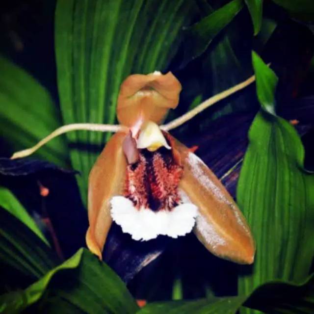 Anggrek coelogyne speciosa