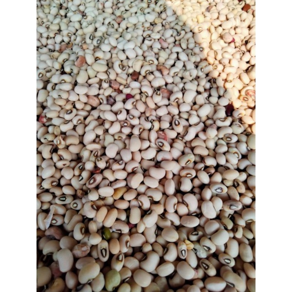 

Kacang otok