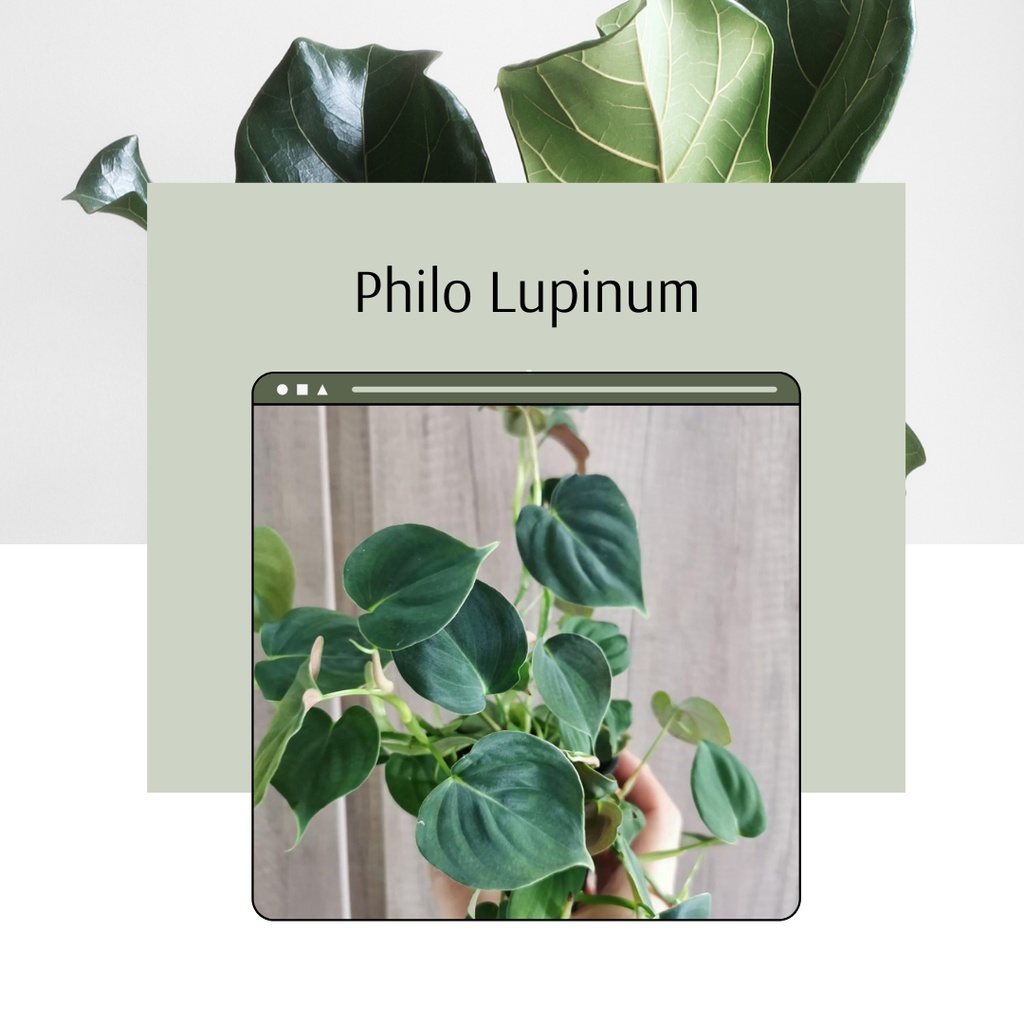 Tanaman Koleksi Philodendron Lupinum Tanaman Hias Philo Lupinum