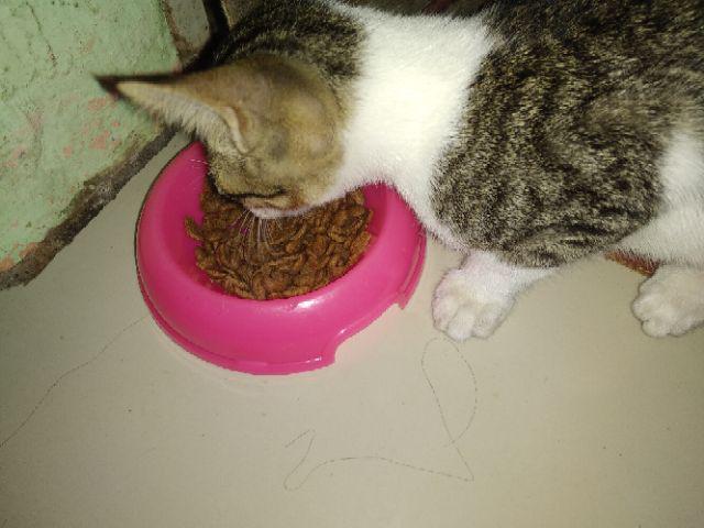 Promo Sale!         Makanan Kucing Murah Bolt 1 Kg Sekelas Maxi Felibite Universal Whiskas