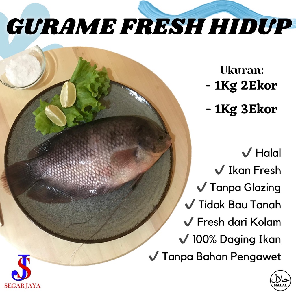 

Ikan Gurame Hidup Segar Fresh dari Kolam