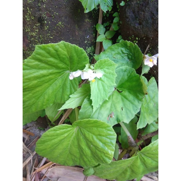 Tanaman Hias Begonia Hirtella | Begonia Hijau | murah rimbun