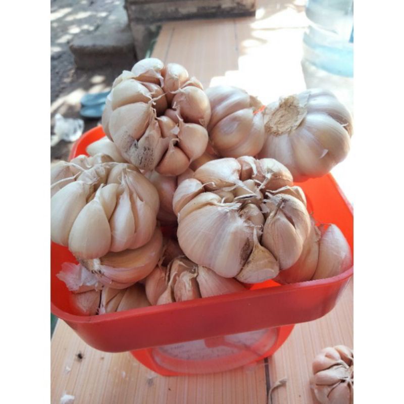 

BAWANG PUTIH BAWANG JAWA