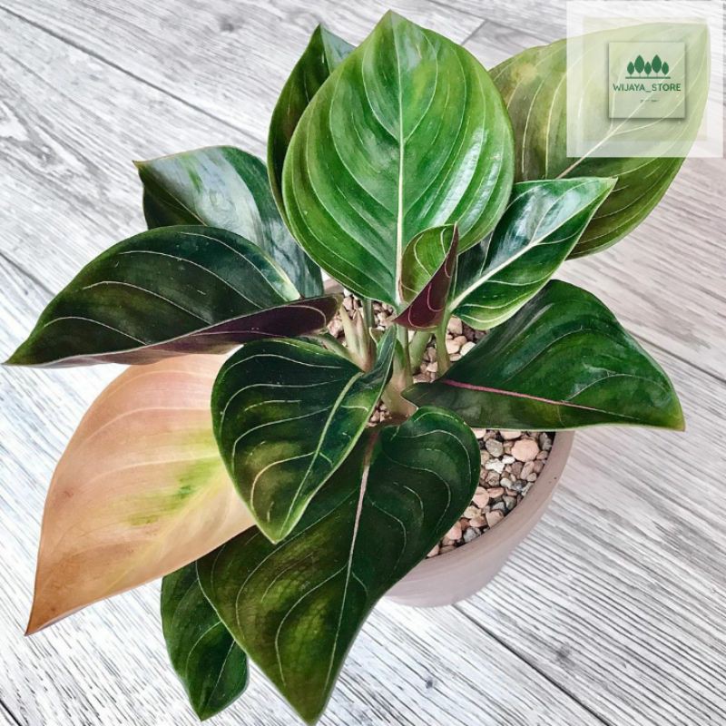 Tanaman hias Aglaonema - Aglonema Rotundum hijau - Green Rothundum