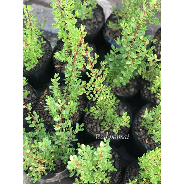 Bibit Santigi Mawar dari Semai biji