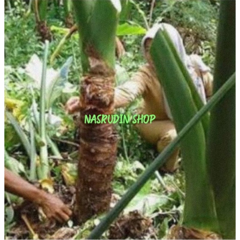 UMBI BENENG 1KG SEGAR SIAP OLAH BISA UNTUK BIBIT TALAS BENENG | TALAS KUNING | TALAS MENTEGA | TALAS