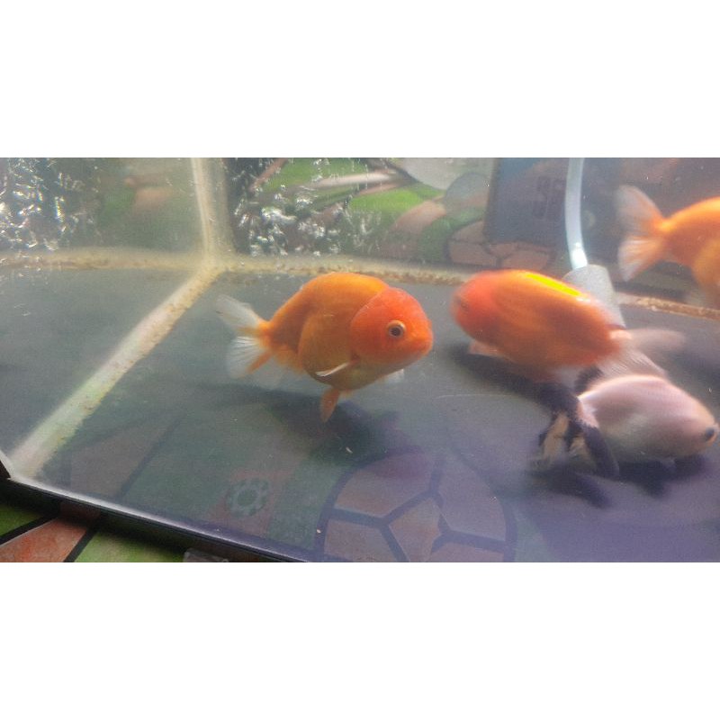 

koki ranchu size 10/11cm