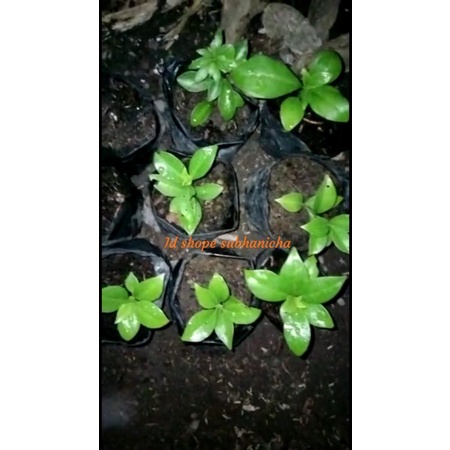 bunga pareskia accuelata/pareskia accuelata/kelulut/teuweul/klanceng