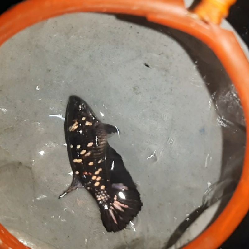 avatar copper gold sepair -SOLD-