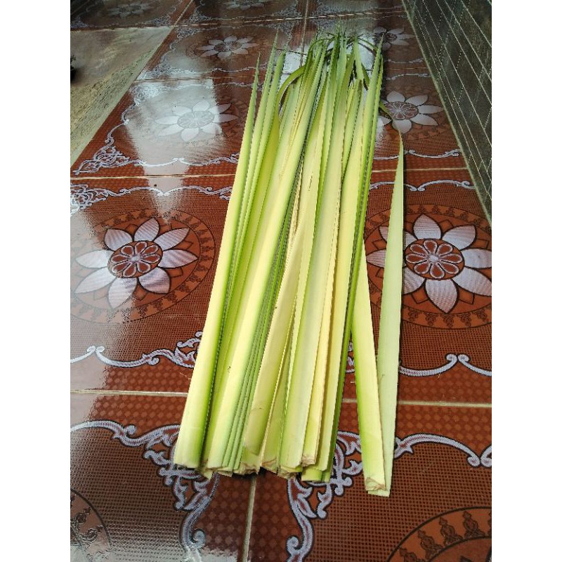 Jual Daun kelapa muda.per 25 embar | Shopee Indonesia