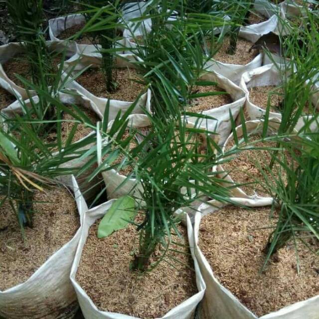 tanaman hias outdoor - pohon palem kenari - palm kenari