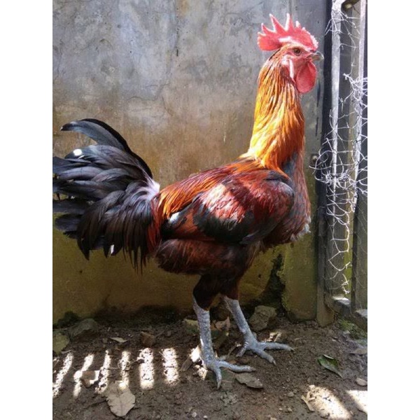 Telur ayam pelung jumbo fertil fresh
