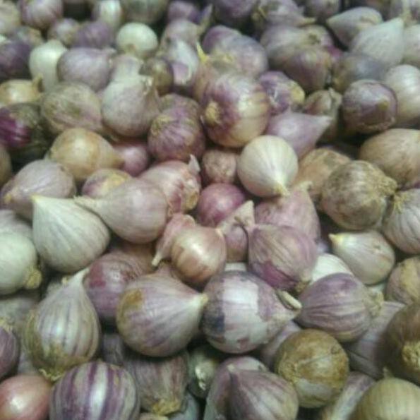 

Pasti Murah 7JR9K Bawang Putih Tunggal / Lanang 500gram J35 Bayar Di Tempat