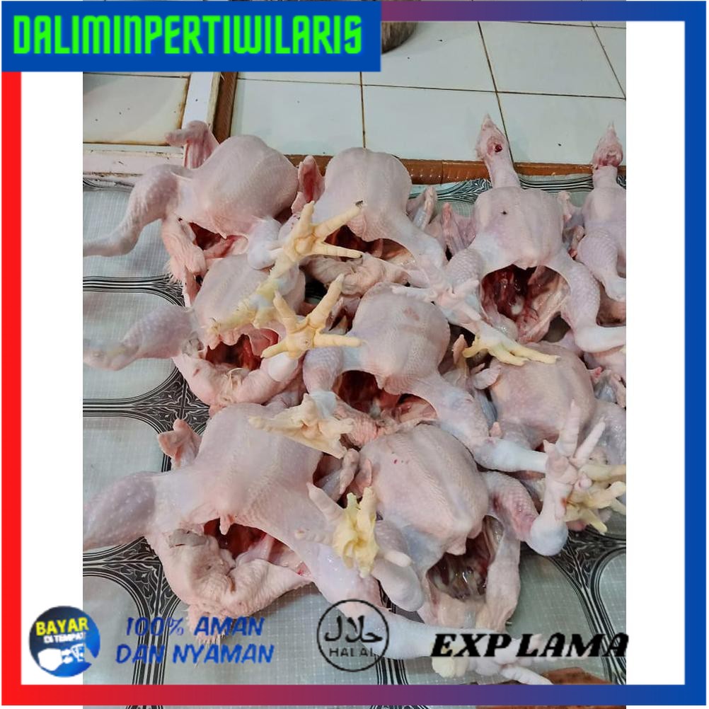 

BISA COD Ayam Potong Segar 1 kg + ati ampela SALE [Kode 1|Kode 2|Kode 3|Kode 4|Kode 5|Kode 6|Kode