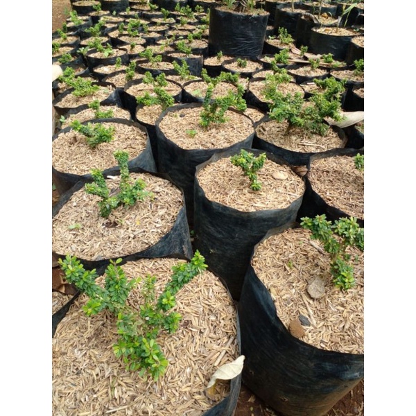 saeng simbur micro thailand