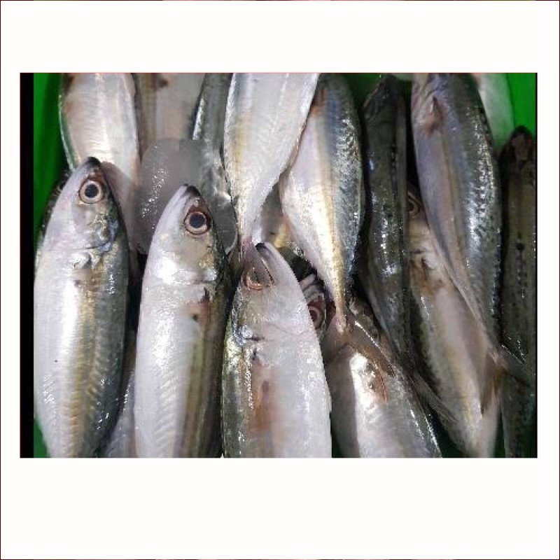 

Ikan Gembung Kuring Segar / Gembung Kuring 1 kg Fresh