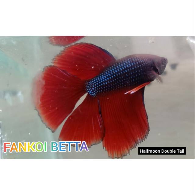 Halfmoon Double Tail