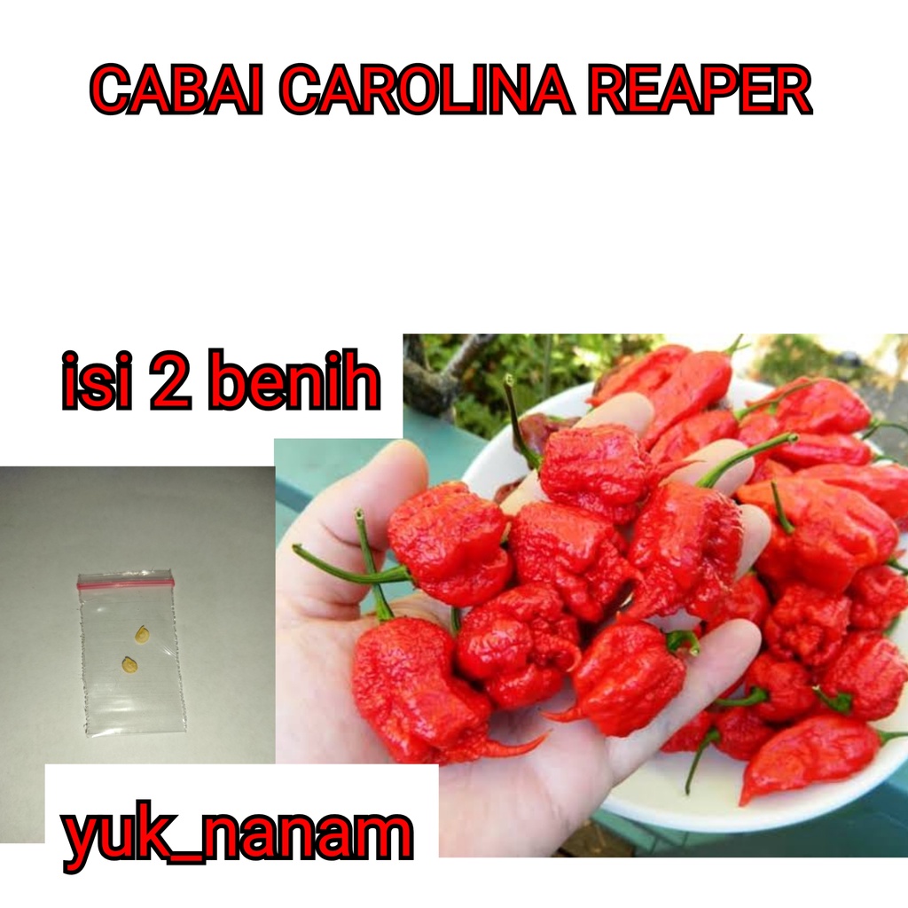 2 Benih Cabai Hias Carolina Reaper Red Bibit Sayuran Cabe Terpedas Import Unggul