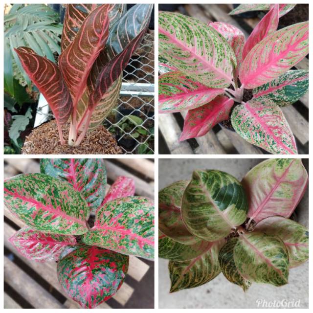 Aglonema red sumatra.legacy merah red stardust.moolight