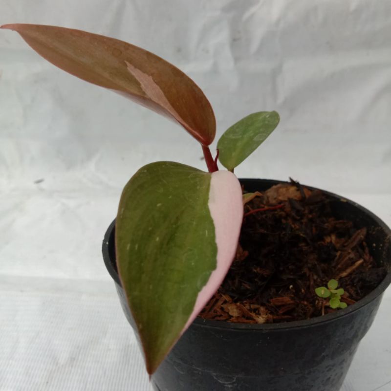 Philodendron Pink Princess