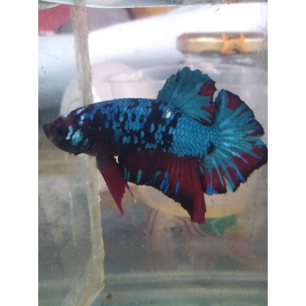 cupang Avatar (Black Star Galaxi)