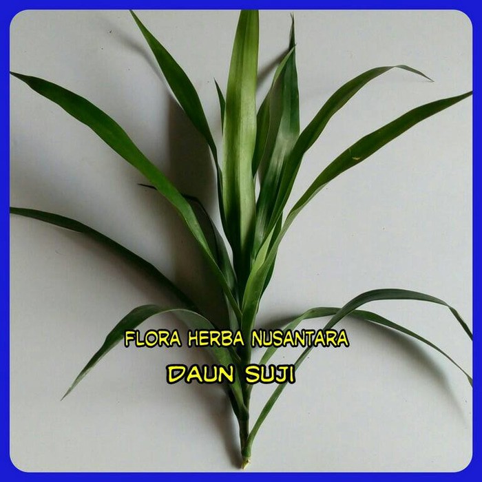 

Daun Suji ( Per Helai ) By As
