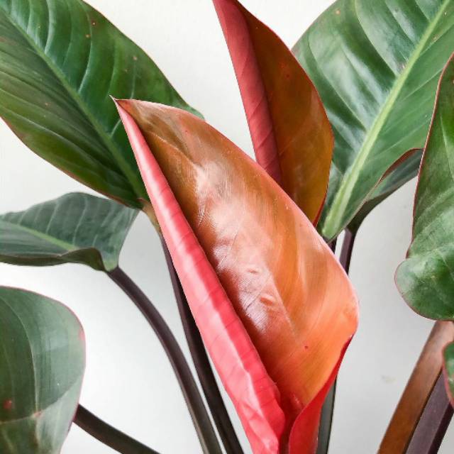 Tanaman hias philodendron red congo - philo red congo