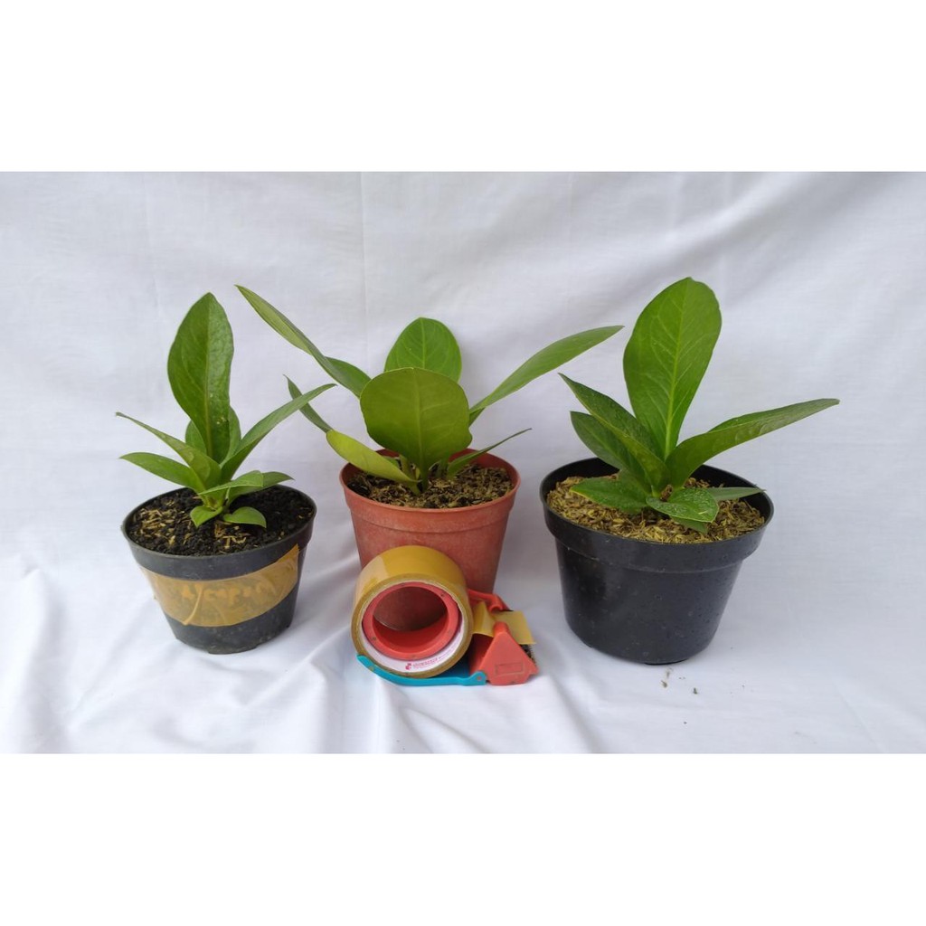 Paket Anthurium Jemani Cobra + Others (Esmeralda, Lemon, Philos)