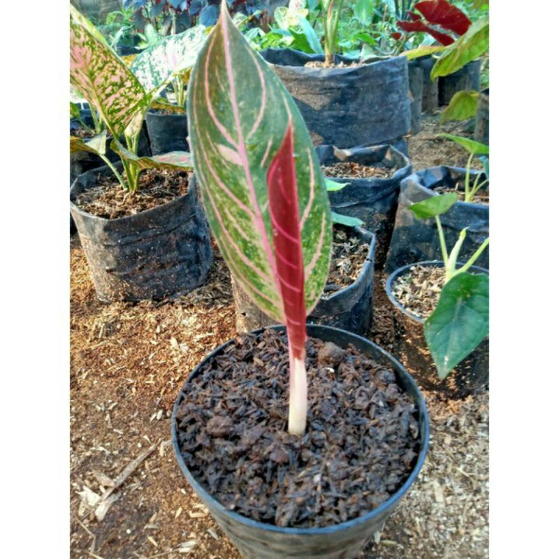aglonema bibit anakan red sumatra