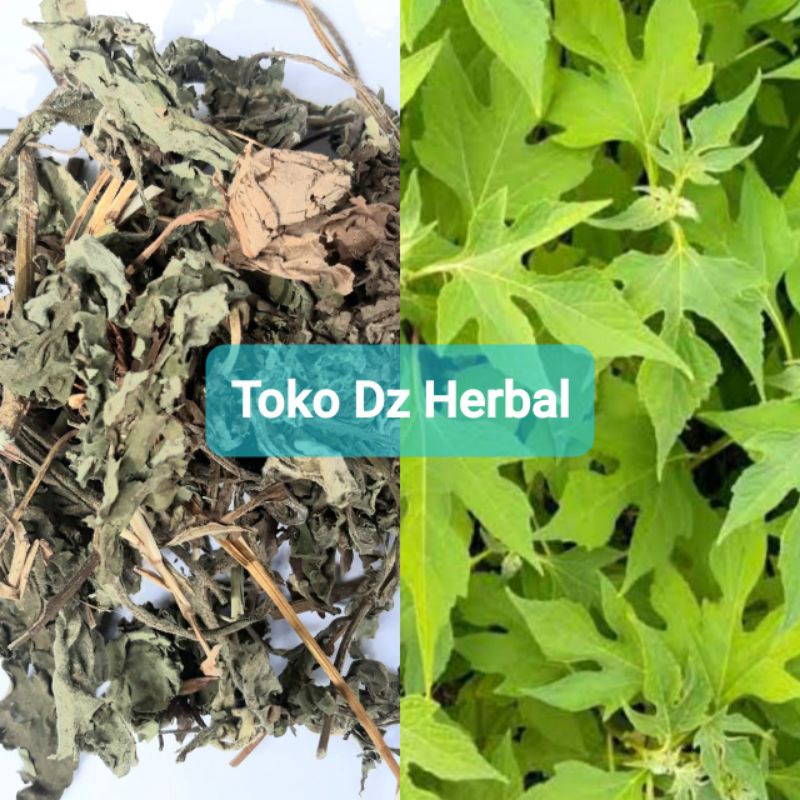 

Paket 1 kg daun insulin kering asli-az