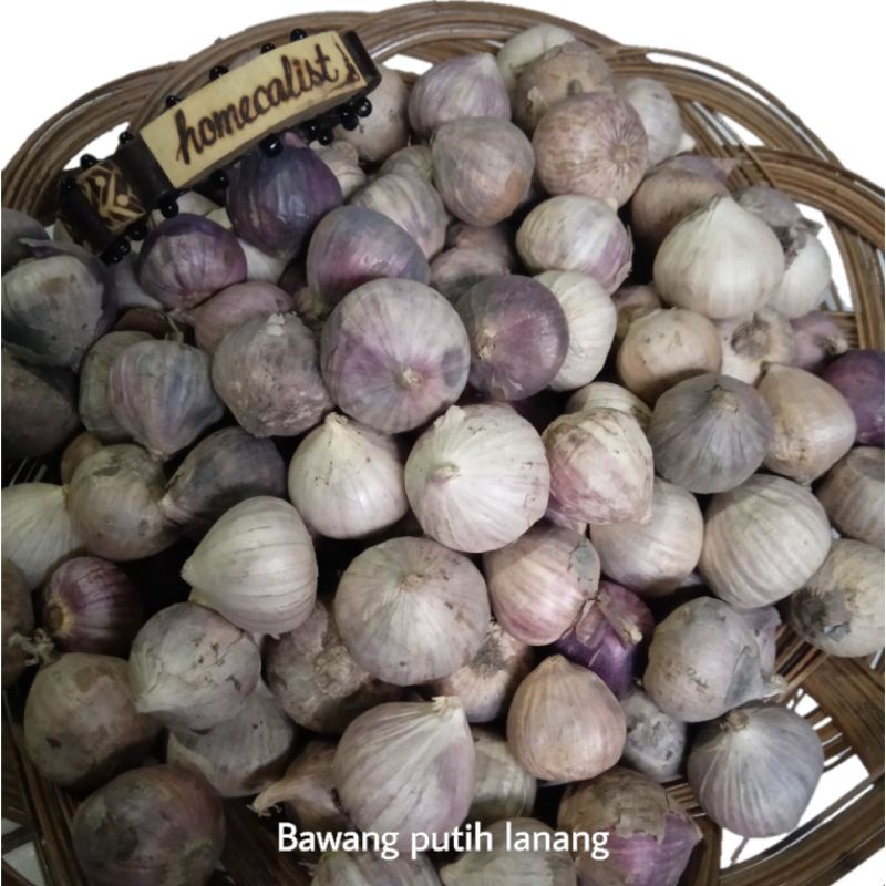 bawang putih tunggal / bawang putih lanang