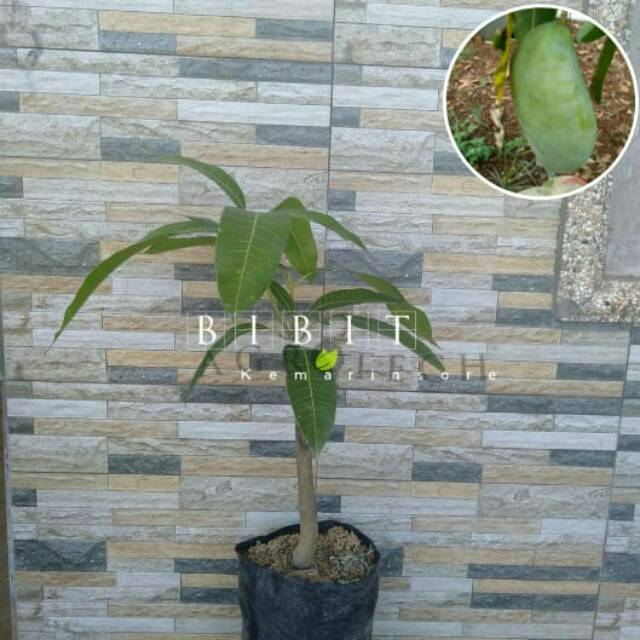 Bibit Mangga Mahatir/ Tanaman Mangga Mahatir Jumbo Okulasi Cepat Berbuah (Jaminan Original)