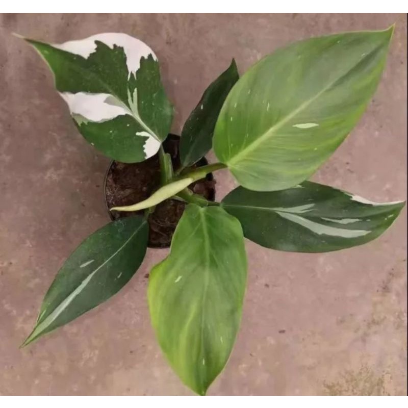 Philodendron white wizard