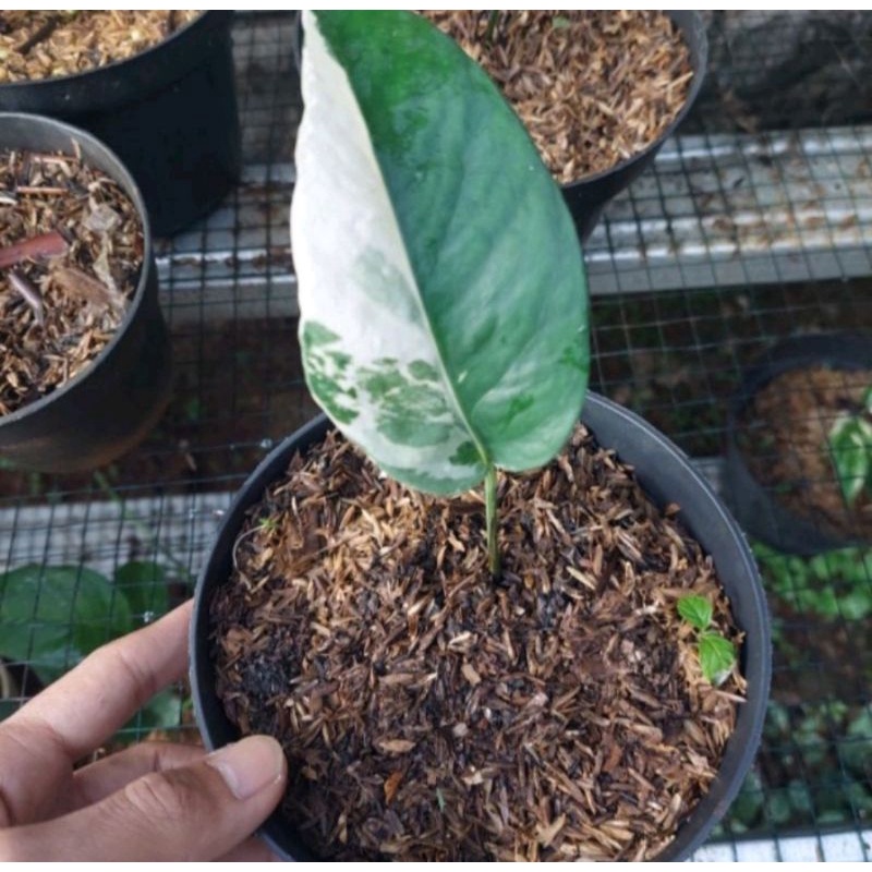 Monstera Variegata - Monstera Epipremnum Varigata