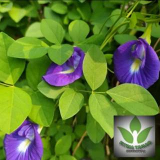 Jual Pohon Telang Tanaman Herbal - Pohon Bunga Telang Ungu | Shopee