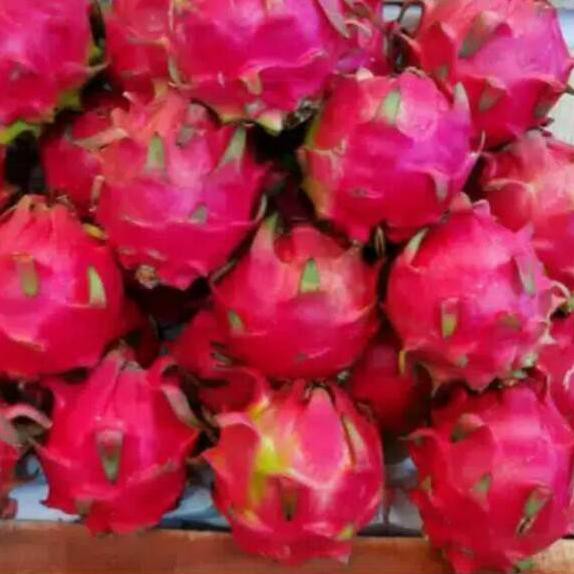 

PROMO 11.11 (obq-234) NAGA MERAH 1KG