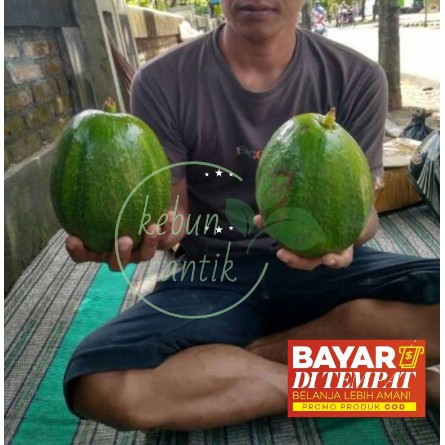 alpukat kendil jumbo /bibit alpukat kendil