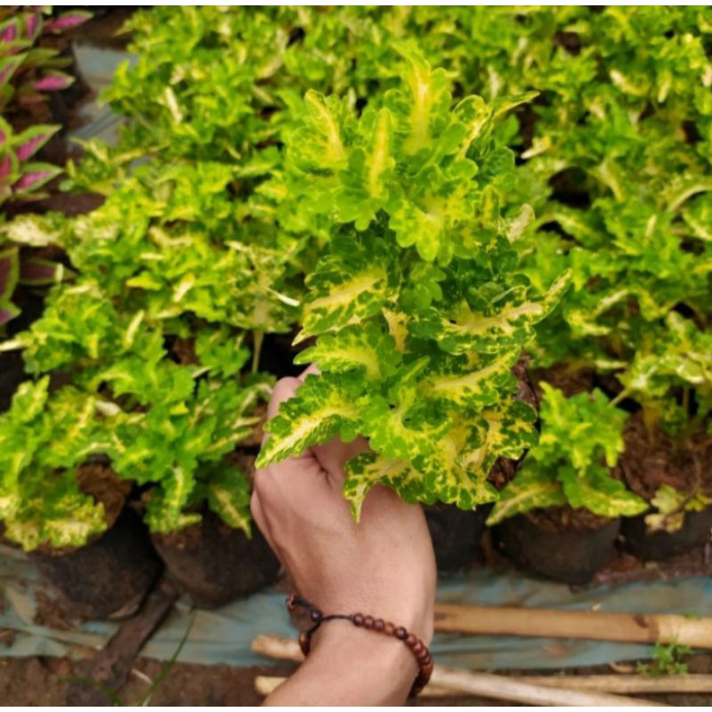 Tanaman hias miana kuning murah - premium o2