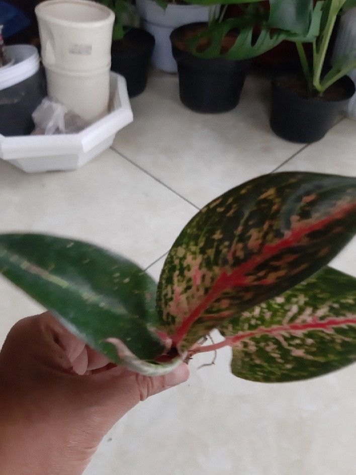 Aglonema Hot Lady