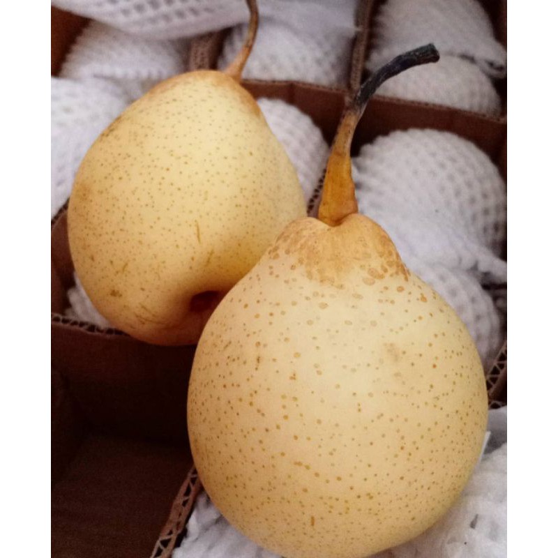 

Buah Pear Ya Lie