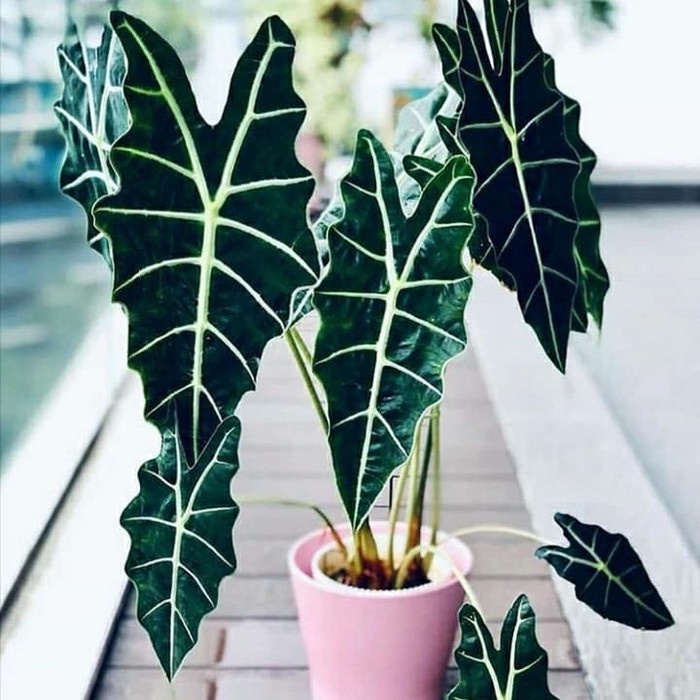 Tanaman Calladium Alocasia Zebrina Segar