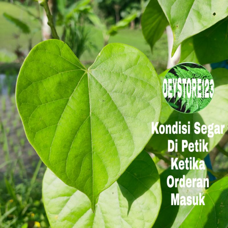 

Daun brotowali segar per 10 lembar