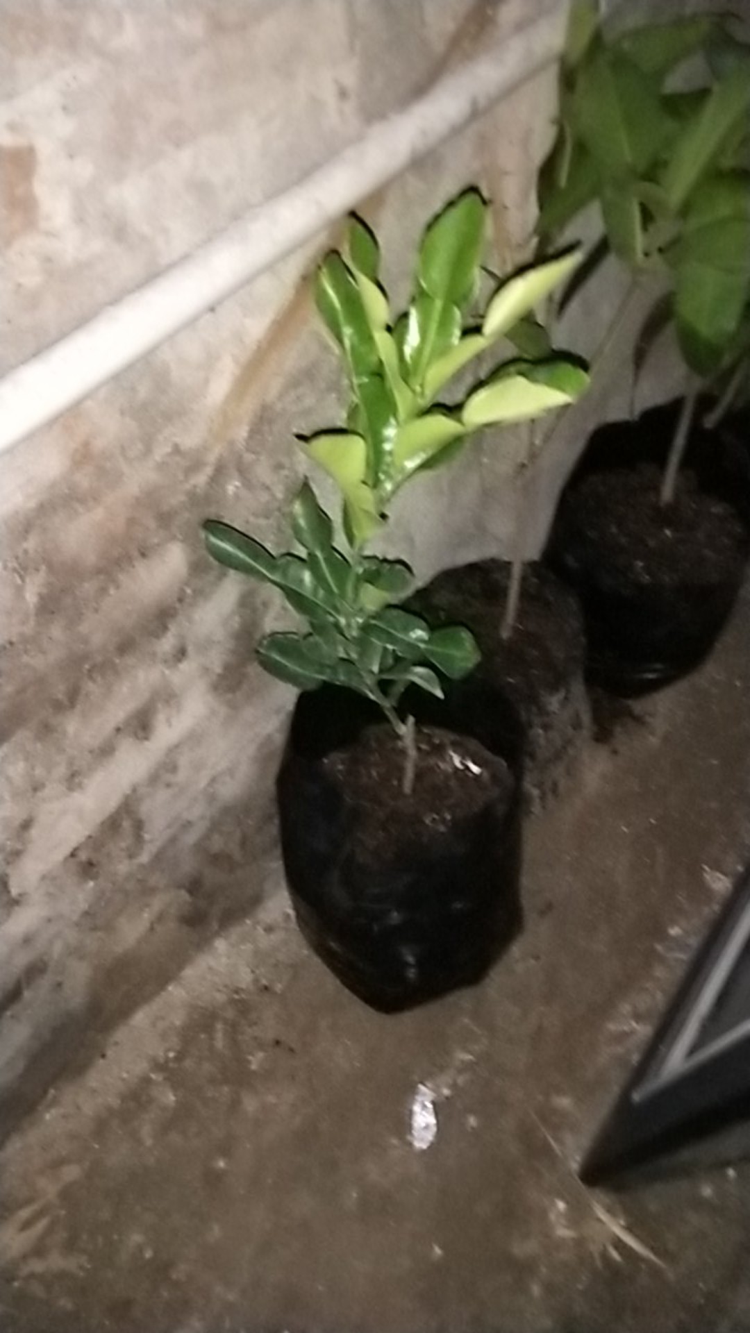 Bibit Jambu Air Cincalo