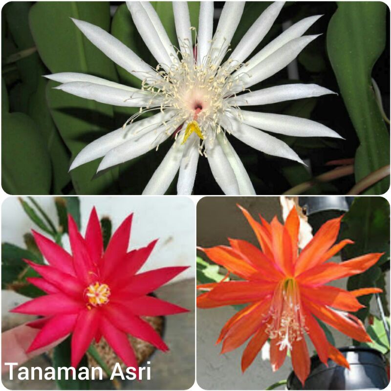 Paket 3 Tanaman Hias Wijaya Kusuma - Tanaman Hias Hidup - Bunga hidup - Bunga hias