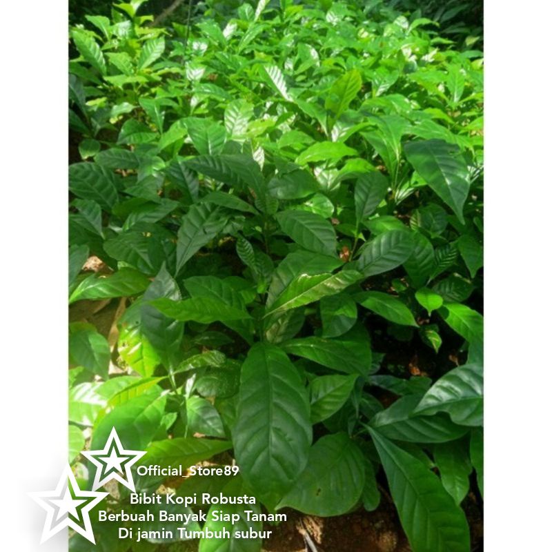 

BIBIT TANAMAN KOPI ROBUSTA/BERBUAH BANYAK MURAH 4 BIJI SIAP TANAM