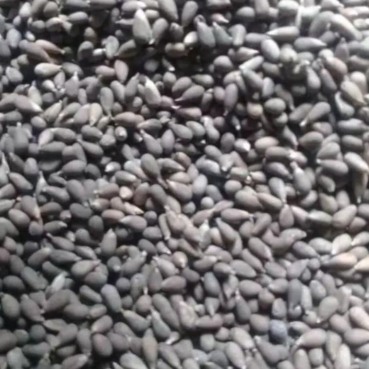 [KODE PRODUK IFQD99438] COD Paket mini Benih balsa 10gram biji balsa bibit pohon kayu balsa putih