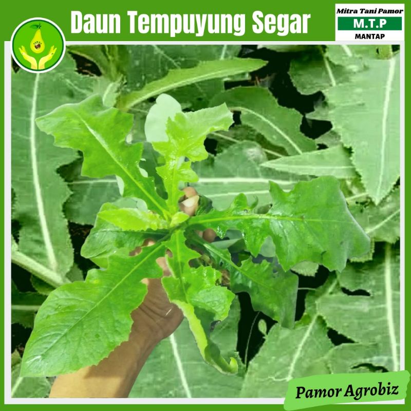 

Daun Tempuyung Segar (petik langsung lahan), Bantu Atasi Batu Ginjal, Darah Tinggi, Asam Urat